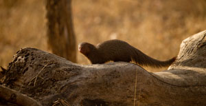 mongoose